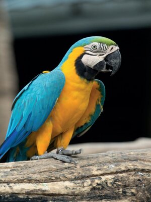 cover image of Macaw Parrot Volume2 Notebook. Plain Lined Notebook. Bullet Journal, Food Diary, Recipe Notebook, Planner, to Do List, Scrapbook, Academic Notepad